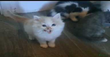 Mixed Breed cats - Advert 5