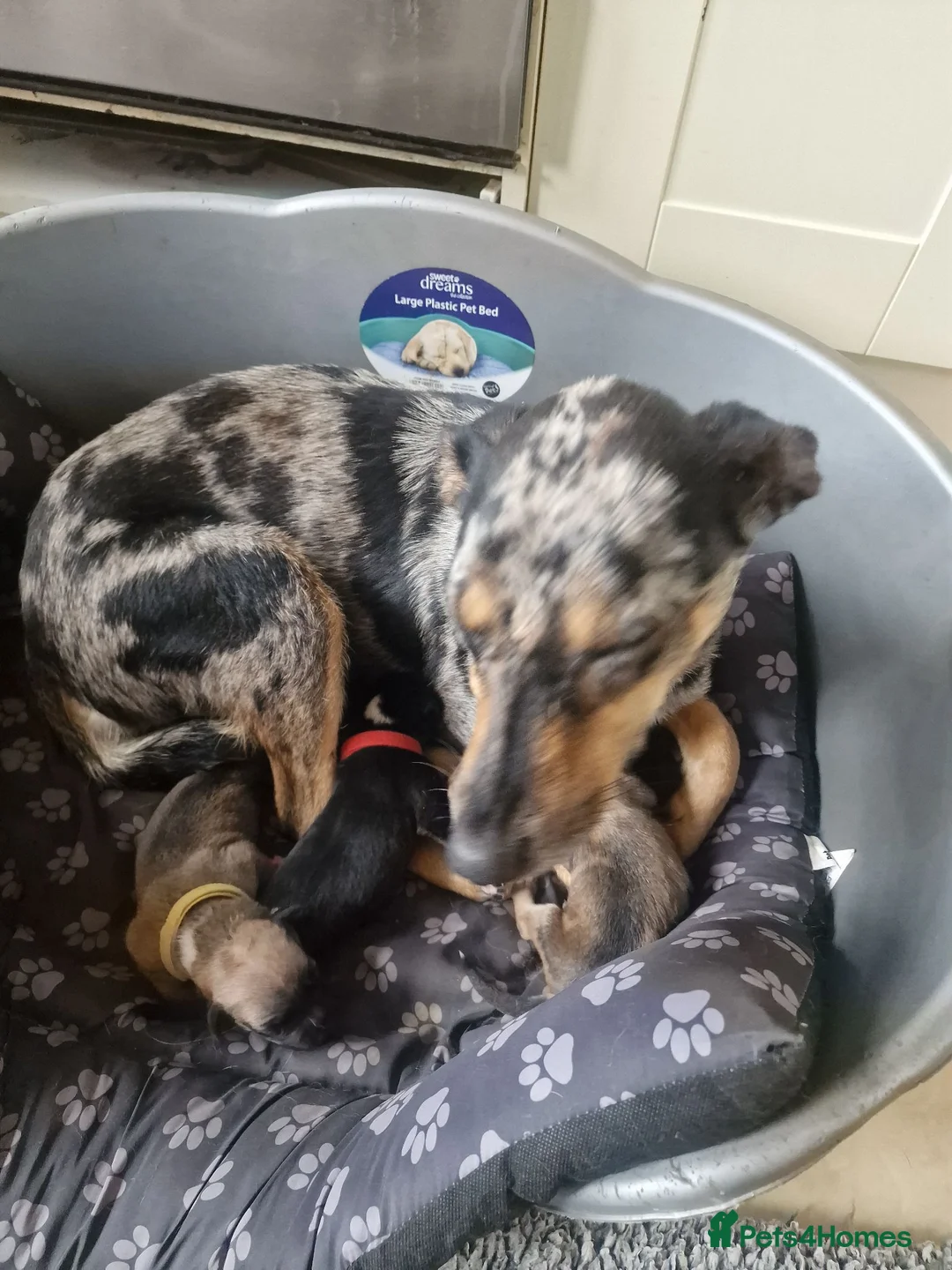 Mixed Breed dogs for sale: Kelpie x Collie Puppies - Advert 13