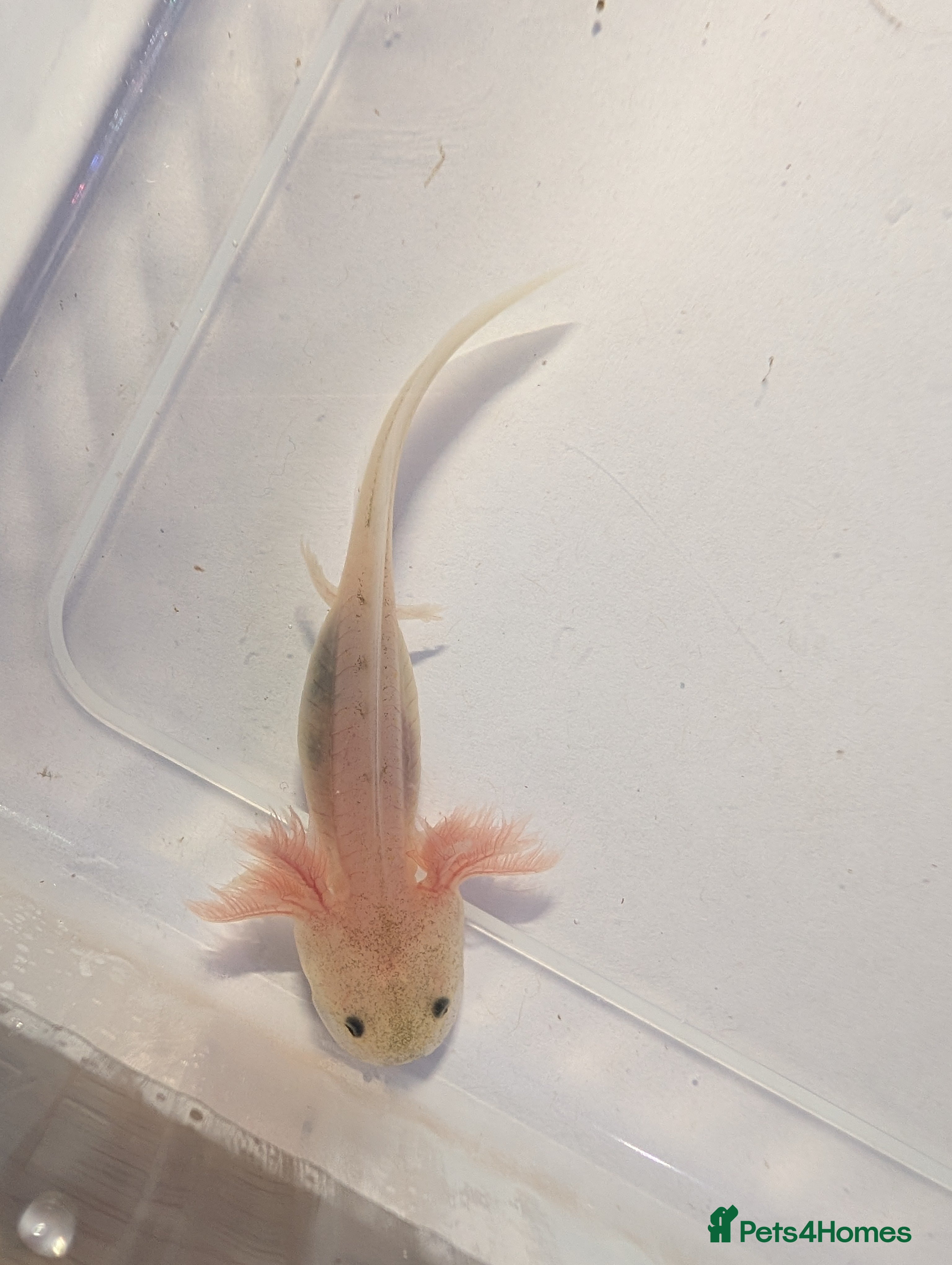 Axolotl reptiles Baby leucistic axolotls for sale.  - Advert 1