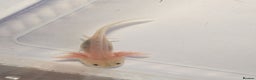 Axolotl reptiles for sale: Baby leucistic axolotls for sale.  - Advert 1