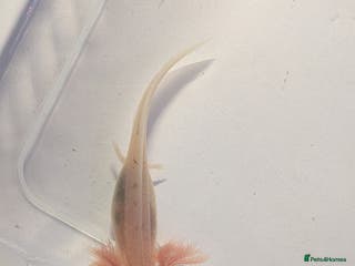 Axolotl reptiles Baby leucistic axolotls for sale. - Advert 1