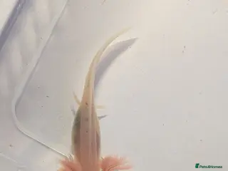 Axolotl reptiles Baby leucistic axolotls for sale. - Advert 8