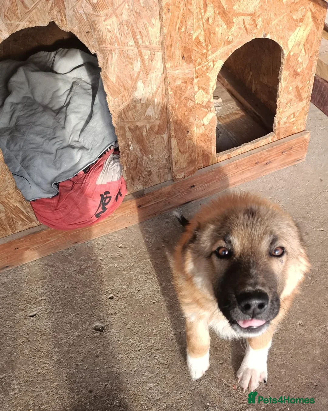 Mixed Breed dogs for adoption: 🐾CHARLIE & RUDY – a Bonded PAIR for a Loving HOME - Advert 1