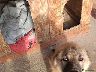 Mixed Breed dogs 🐾CHARLIE & RUDY – a Bonded PAIR for a Loving HOME - Advert 10