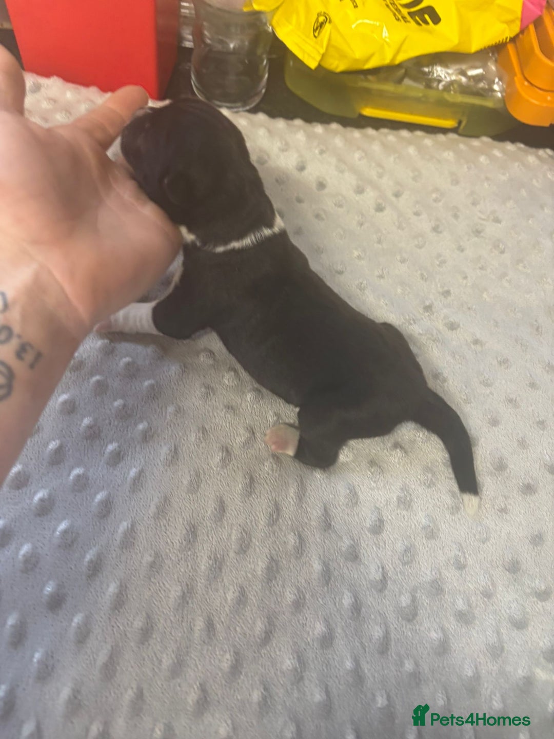 Mixed Breed dogs for sale: Huge American akita x cane corso pups - Image 5