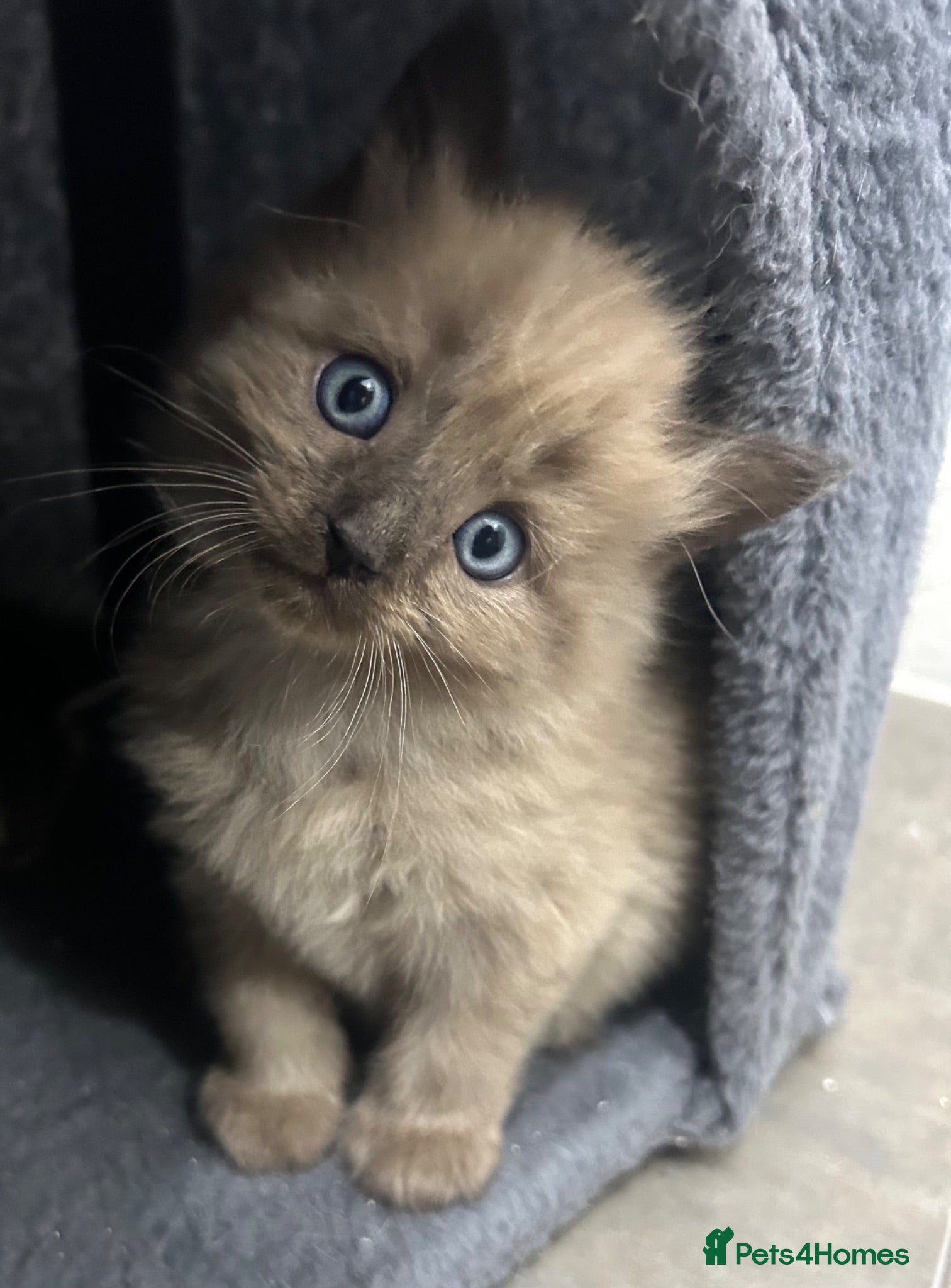 Mixed Breed cats Beautiful cream and grey kitten  - Advert 4