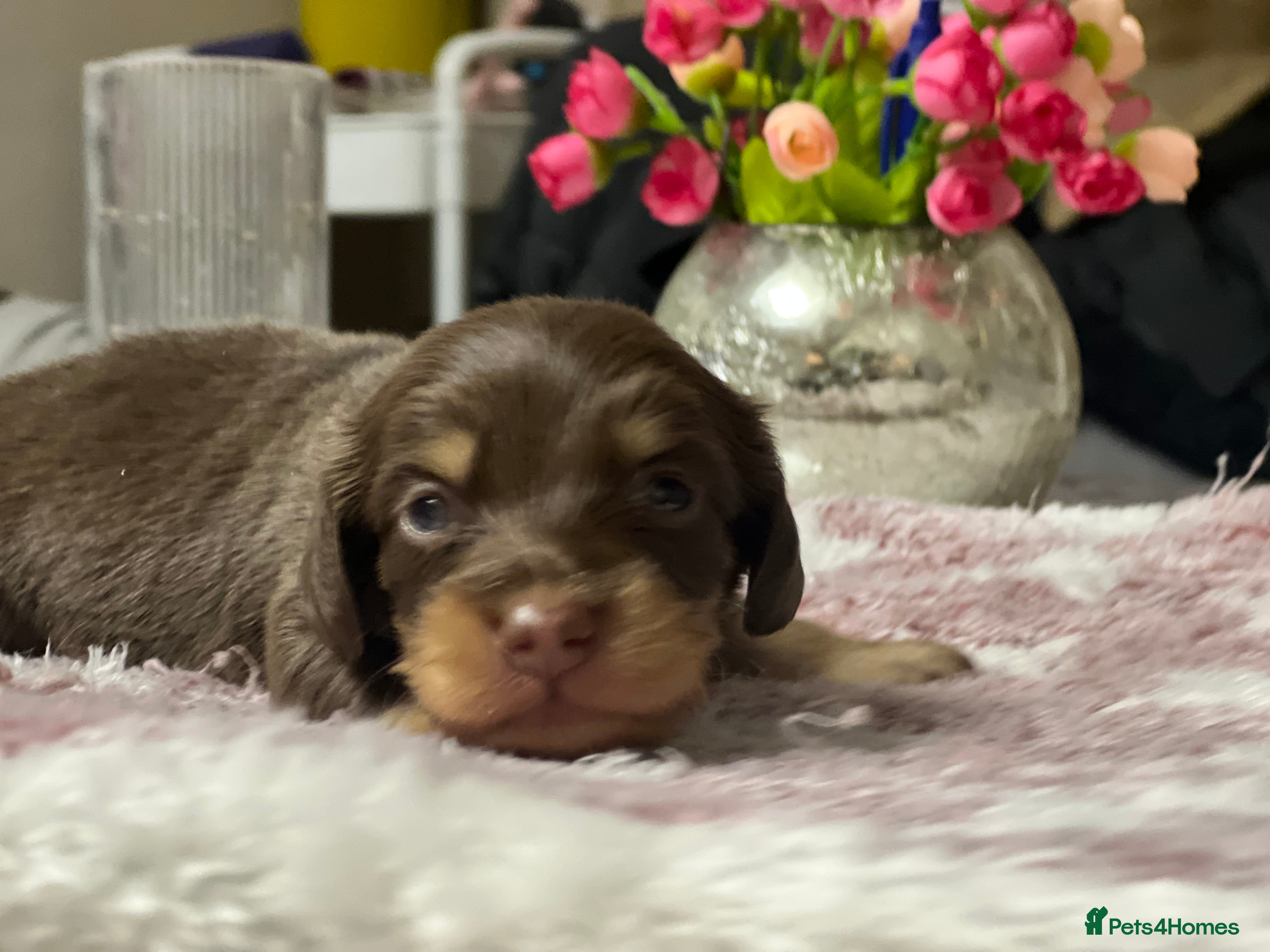 Miniature Dachshund dogs ⚡️Chocolate Mini Longhair Boys🐶 – Carry Cream - Advert 18