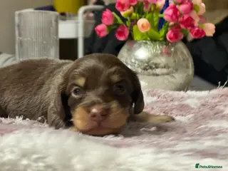 Miniature Dachshund dogs ⚡️Chocolate Mini Longhair Boys🐶 – Carry Cream - Advert 18