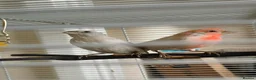Finches birds for sale: Pair of red opal Mexican house finches  - Advert 2