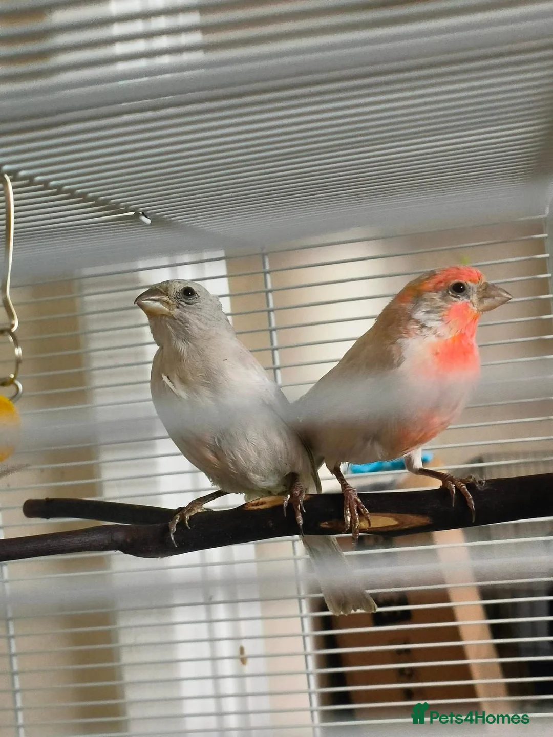 Finches birds for sale: Pair of red opal Mexican house finches  - Advert 2