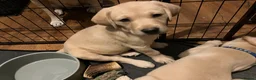 Labrador Retriever dogs for sale: Gorgeous Labrador puppies for sale - Advert 10