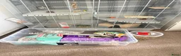 Chinchilla rodents for sale: Chinchilla  in Sheffield - Advert 2