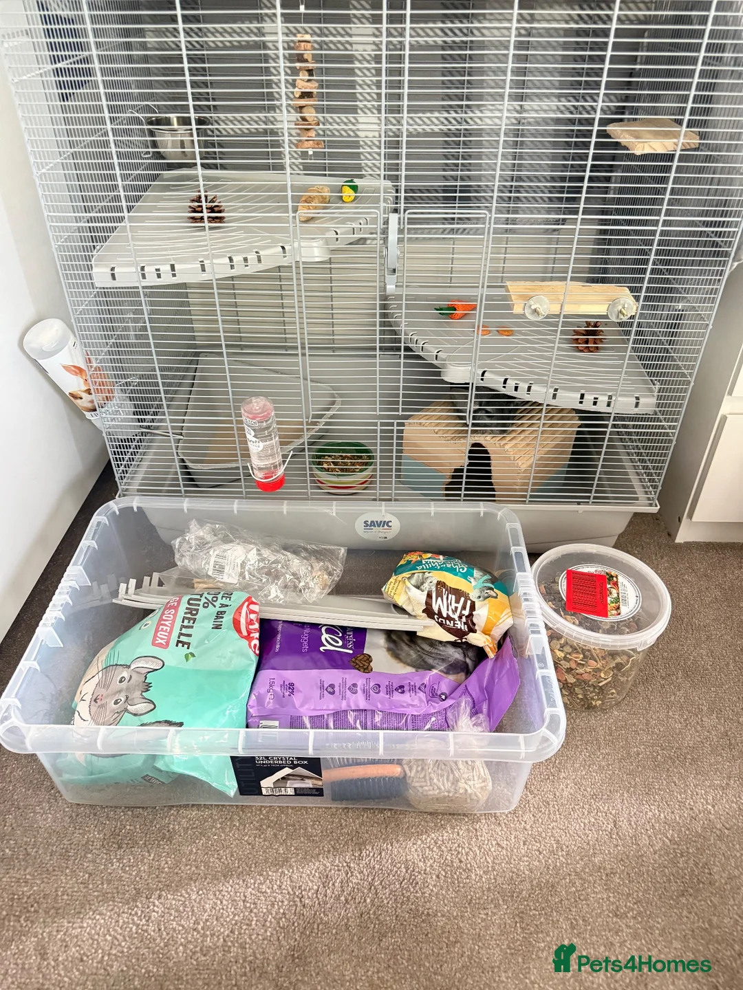 Chinchilla rodents for sale: Chinchilla  in Sheffield - Advert 2