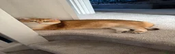 British Shorthair cats for sale: Charlie is ready for a new home - Advert 4