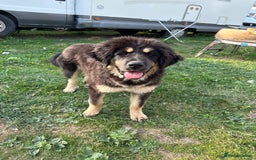 Tibetan Mastiff dogs for sale: Tibetan Mastiff pup - 6 Months old - Image 2