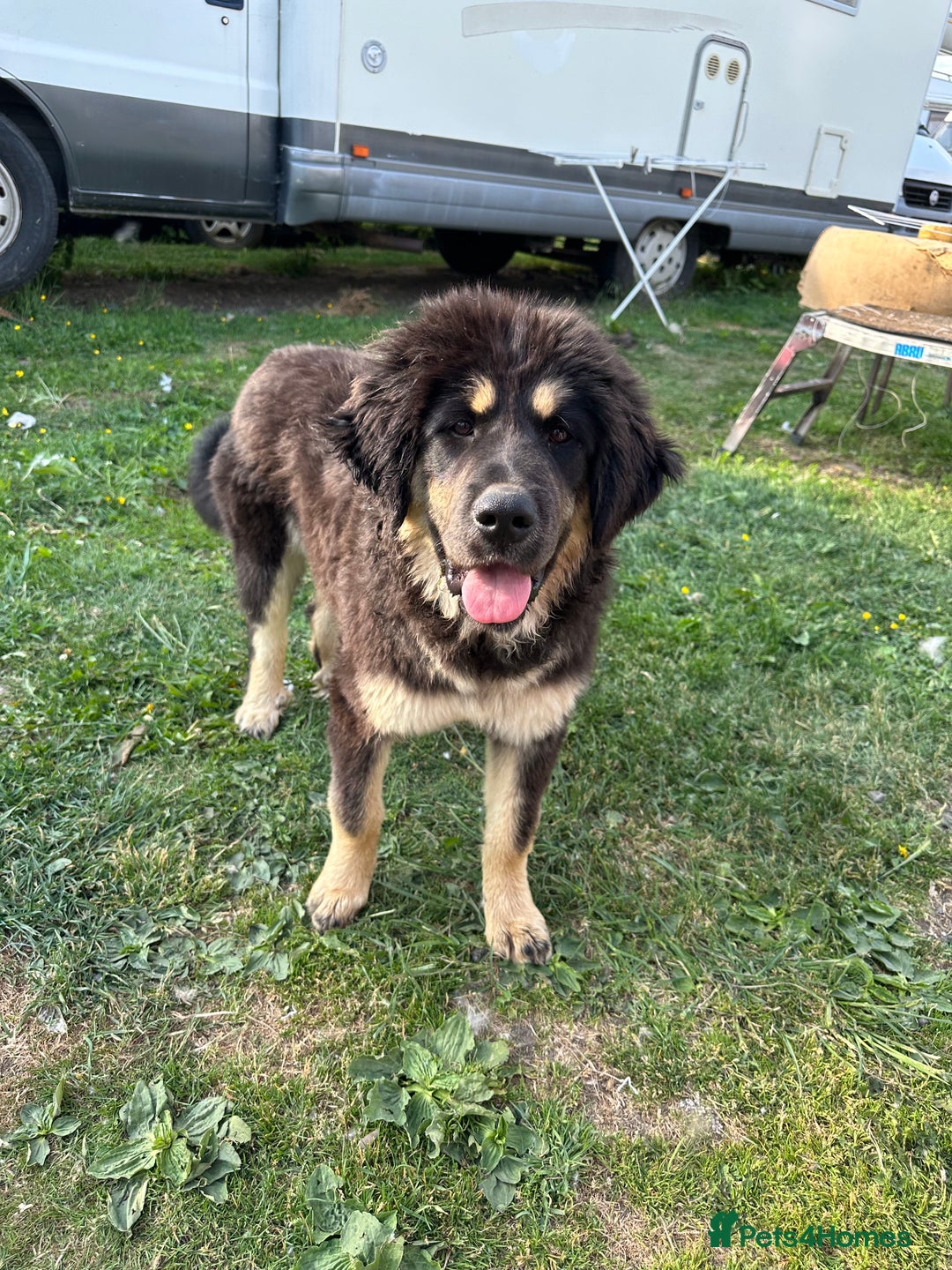 Tibetan Mastiff dogs for sale: Tibetan Mastiff pup - 6 Months old - Image 2