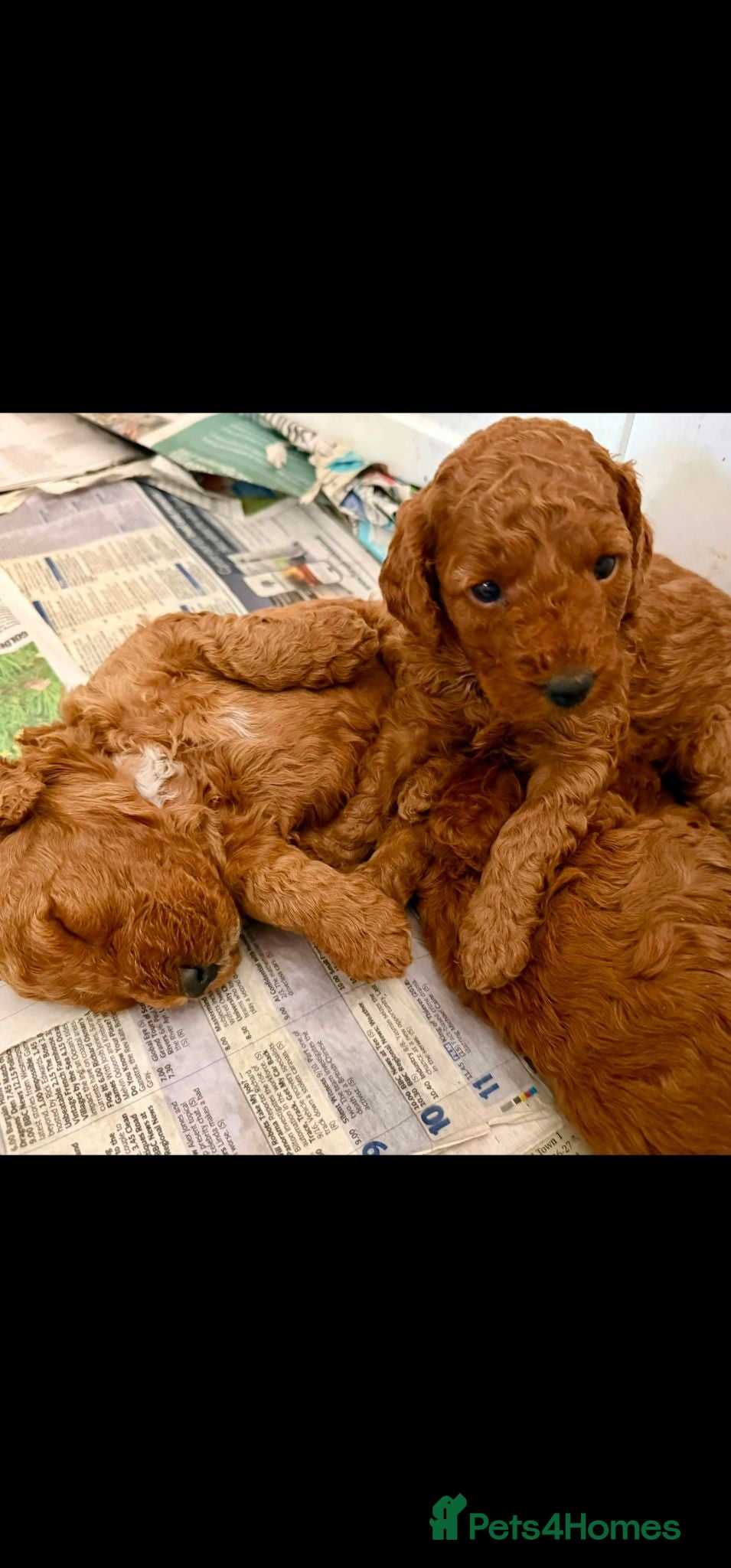 Cockapoo dogs Beautiful red cockapoo puppies  - Advert 2
