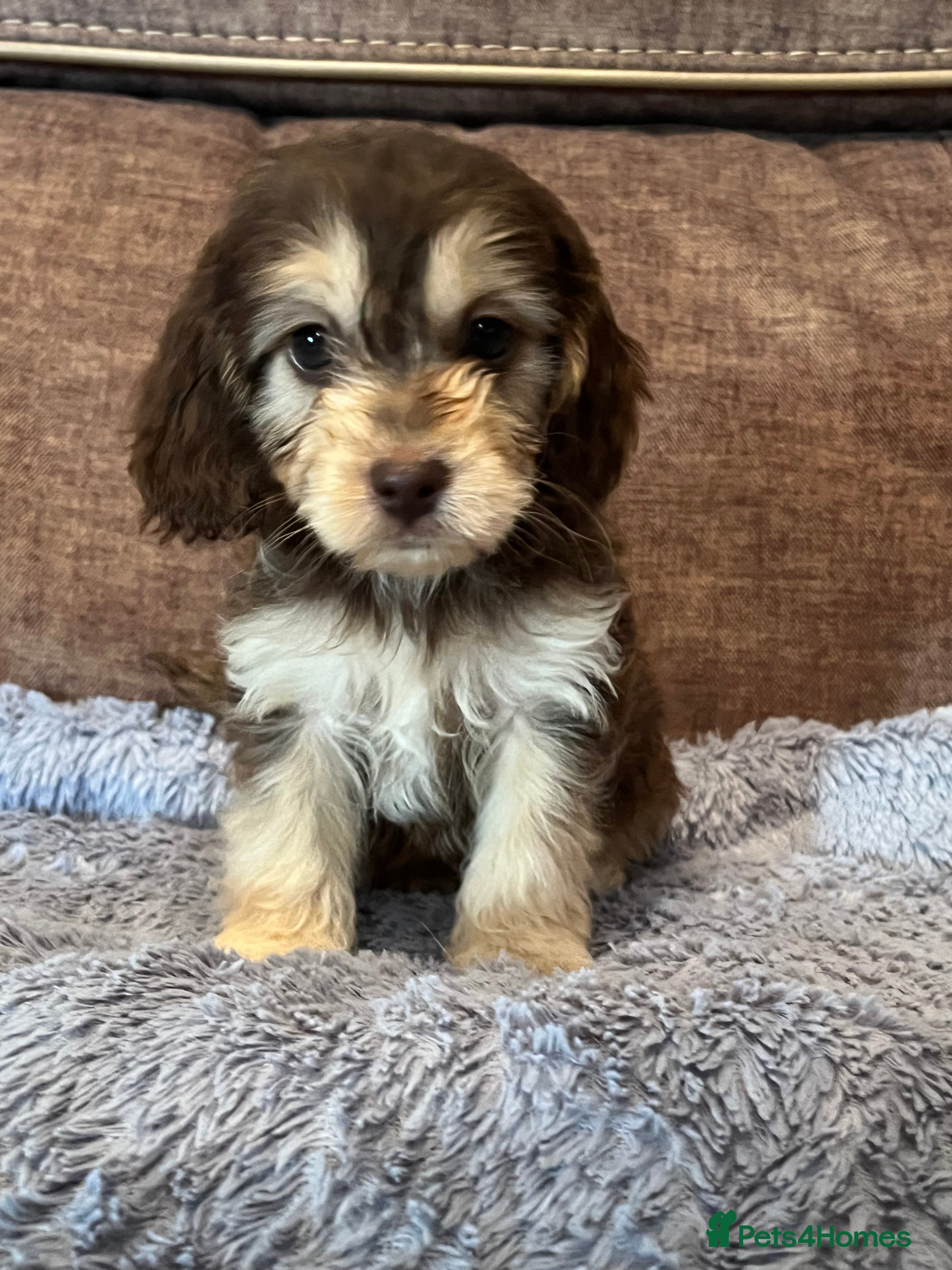 Cockapoo dogs 💕BEAUTIFUL💕 F1 Cockapoo Pups  - Advert 2