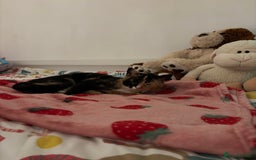 Domestic Shorthair cats for sale: 2 Tortie girls in need of rehoming - Image 3