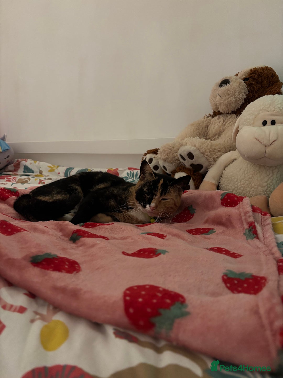 Domestic Shorthair cats for sale: 2 Tortie girls in need of rehoming - Image 3