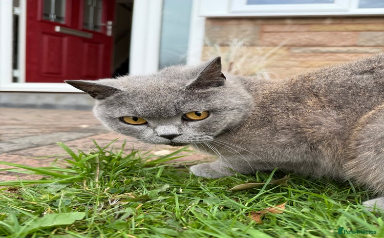 British Shorthair cats - Advert 8