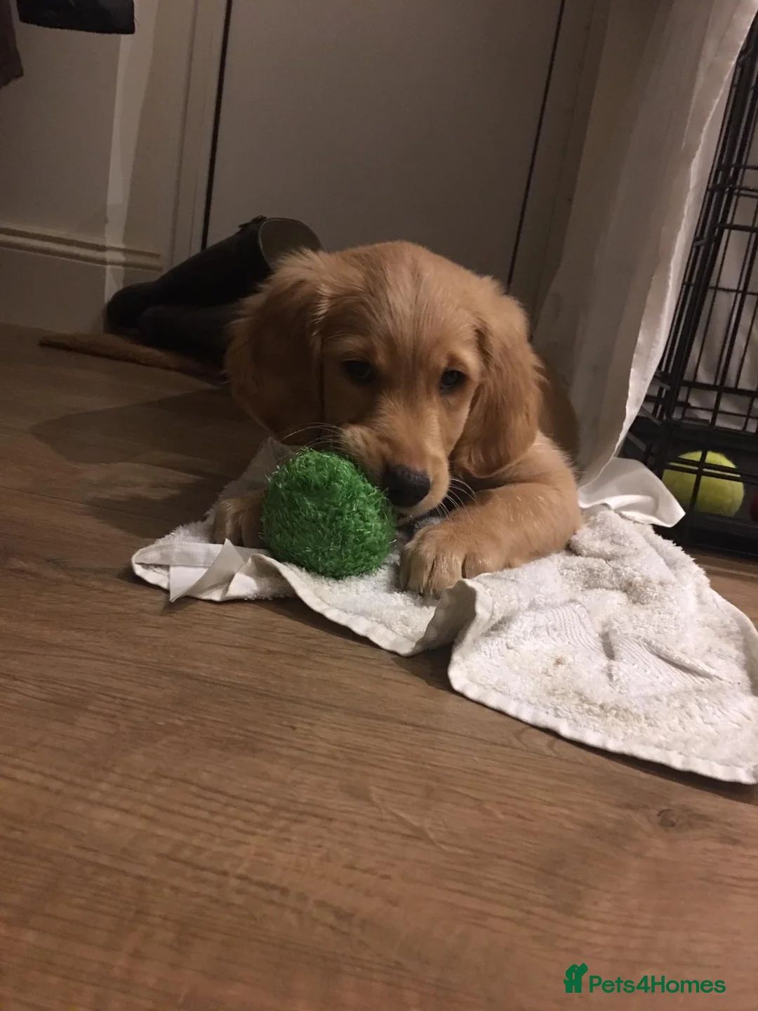 Golden Retriever dogs for stud: PROVEN & HEALTH TESTED Dark Red KC Retriever Stud - Advert 14