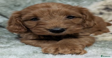 Cockapoo dogs - Advert 3
