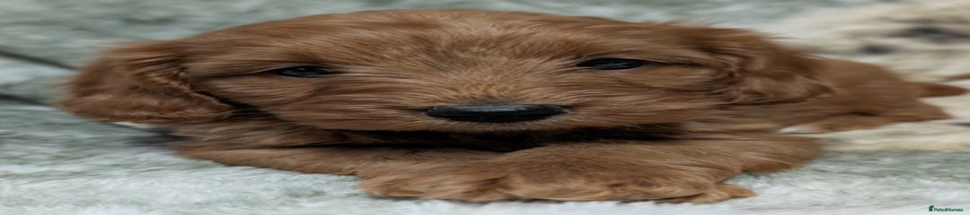 Cockapoo Puppy 6