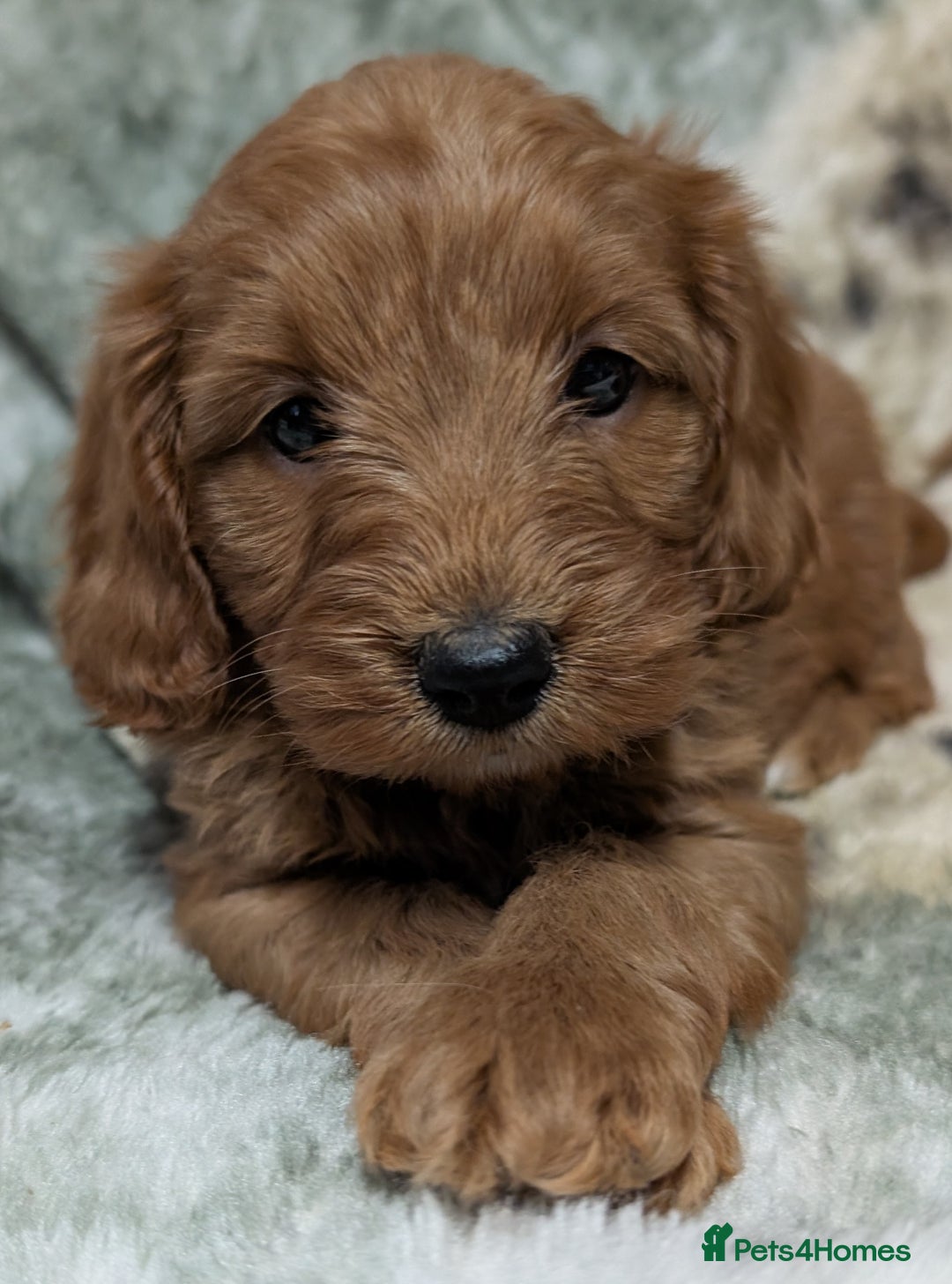 Cockapoo dogs for sale: Beautiful F1 Cockapoo puppies DNA clear  - Image 3