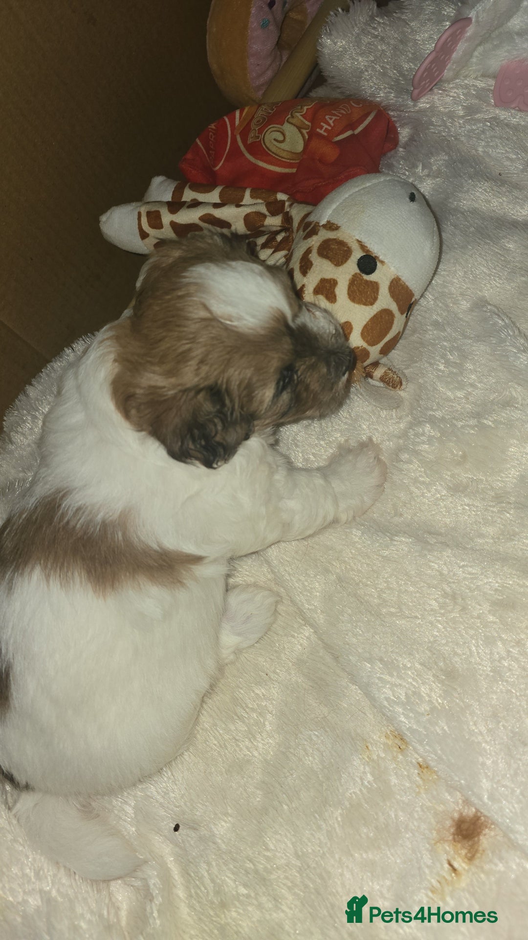 Mixed Breed dogs for sale: Beautiful litter of pomshis  - Advert 14