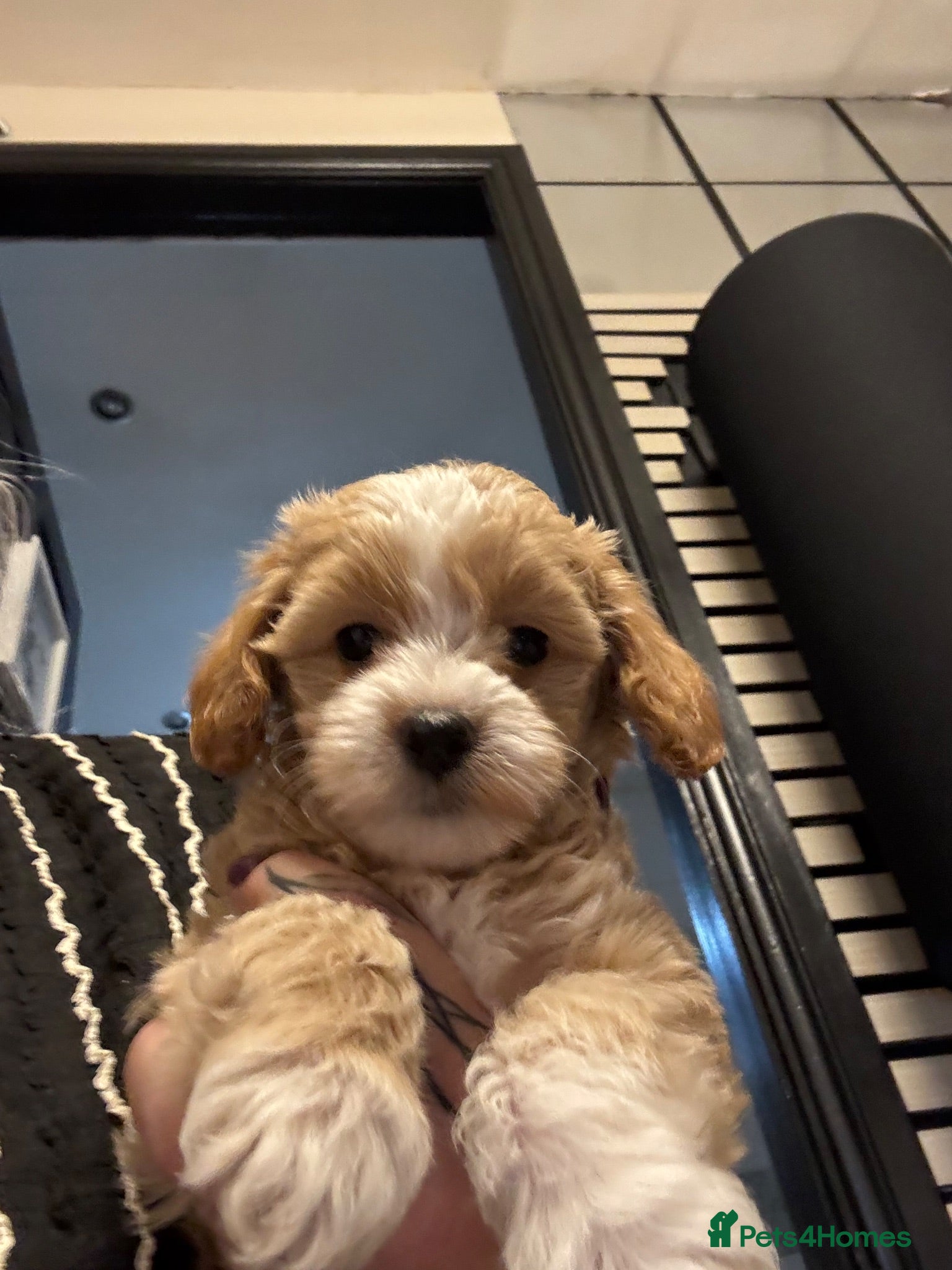 Maltipoo dogs Teddy bear maltipoo puppies  - Advert 1