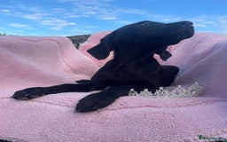 Labrador Retriever dogs for sale: Two Adorable Labrador Puppies - Image 8