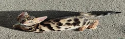 Bengal cats for sale: Stunning Bengal kittens for sale - Advert 5