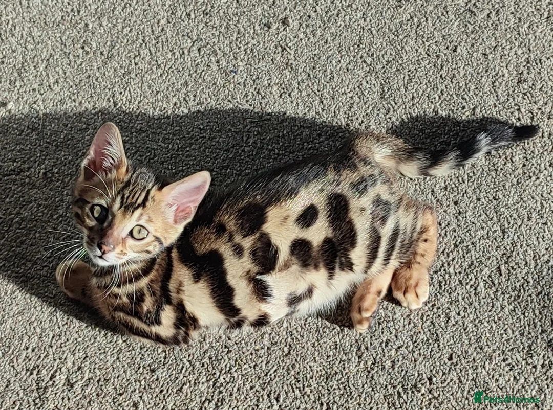 Bengal cats for sale: Stunning Bengal kittens for sale - Advert 5