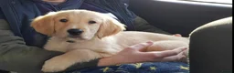 Golden Retriever dogs for stud: Proven Golden retriever - KC registered in Cardiff - Advert 13