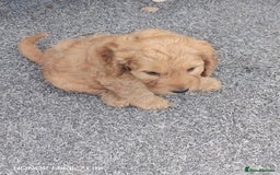 Cockapoo dogs for sale: Cockapoo puppies  - Image 2