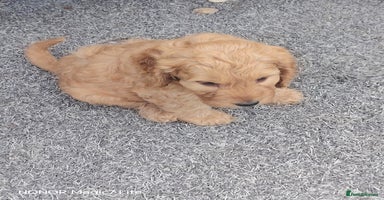 Cockapoo dogs - Advert 2