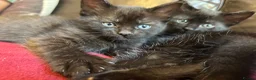 Mixed Breed cats for sale: Kittens for sale  in Grays - Advert 10
