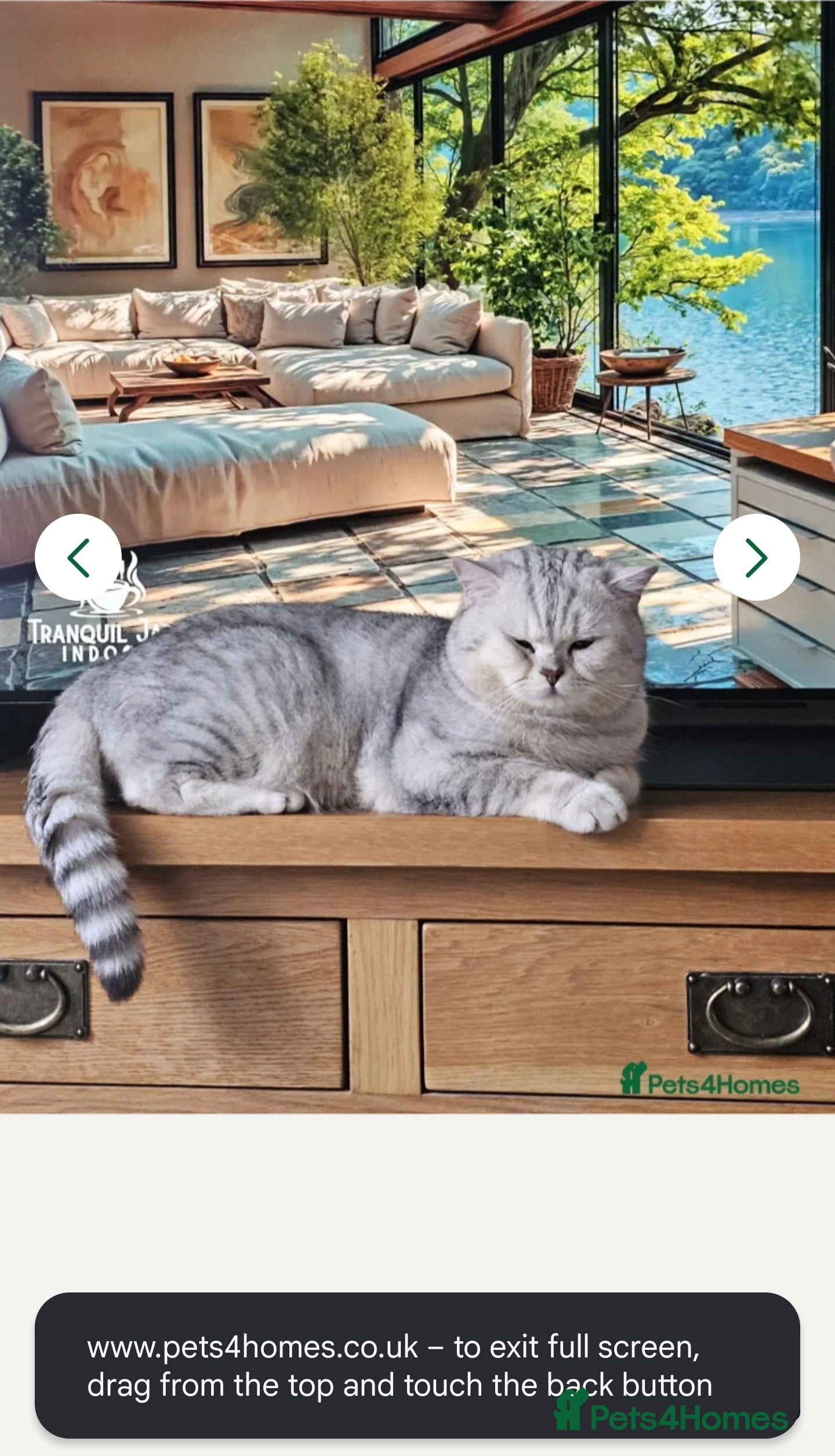 British Shorthair cats 🌟 British Shorthair Chinchilla GCCF DNA Tested - Advert 6