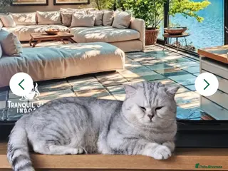 British Shorthair cats 🌟 British Shorthair Chinchilla GCCF DNA Tested - Advert 6