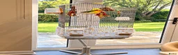 Lovebirds birds for sale: Bonded pair of lovebirds  - Advert 2
