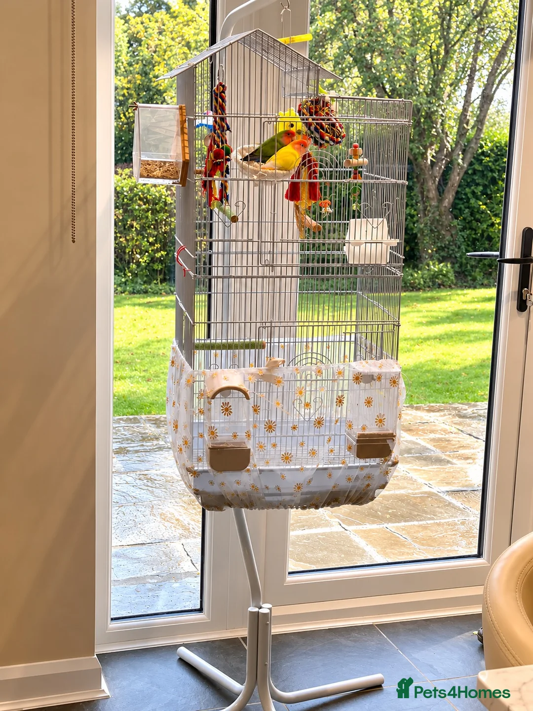 Lovebirds birds for sale: Bonded pair of lovebirds  - Advert 2