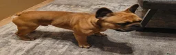 French Bulldog dogs for stud: MOOSE 🫎 KC registered + Silver FBCE  - Advert 7