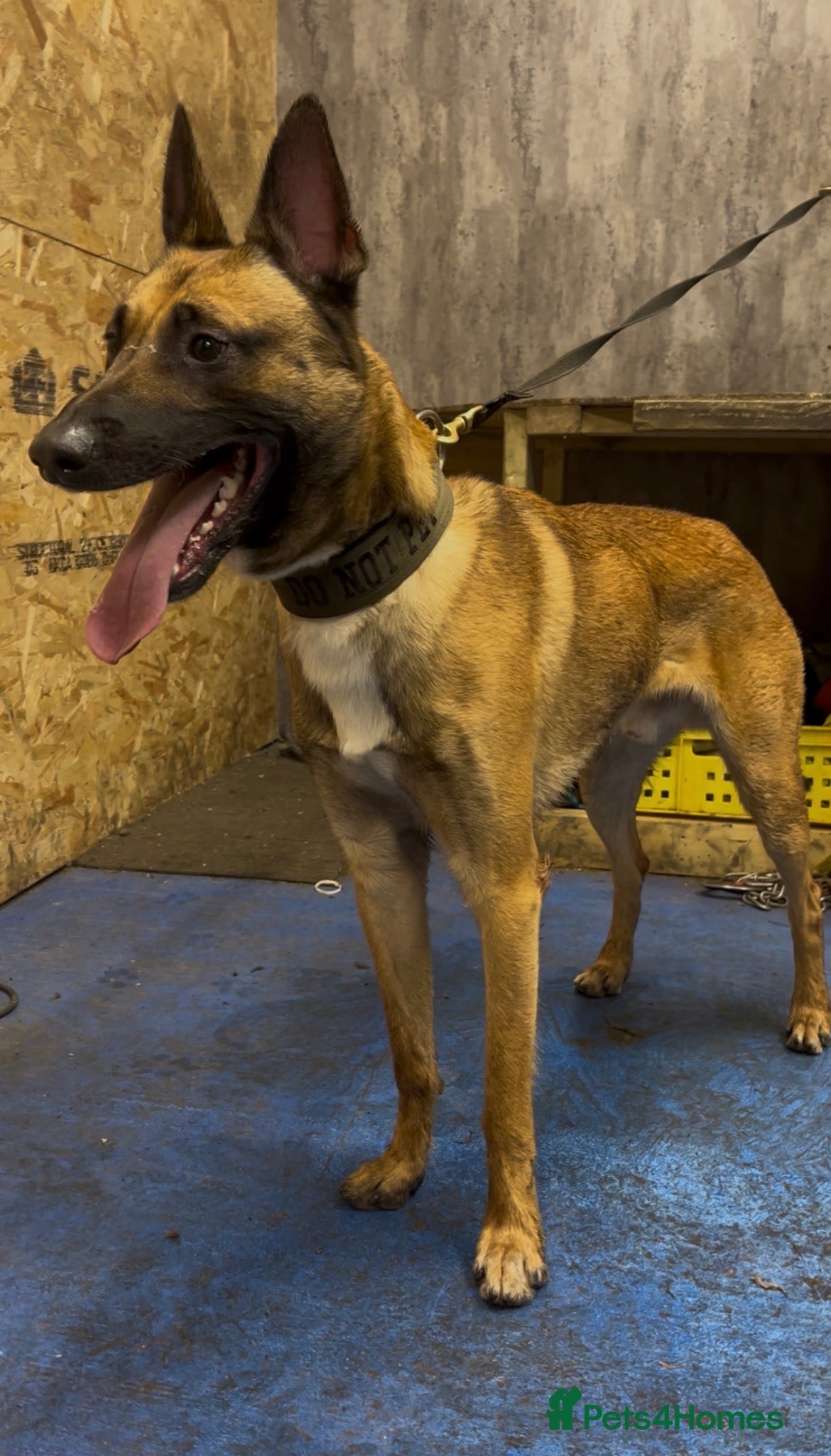 Belgian Shepherd Dog dogs Belgian Malinois - Advert 1