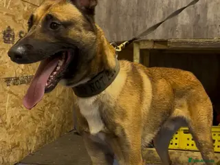 Belgian Shepherd Dog dogs Belgian Malinois - Advert 1