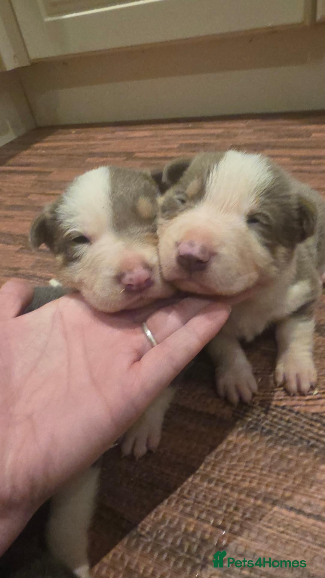 Border Collie dogs DNA tested ISDS Parents Lilac & Blue Puppies - Advert 1