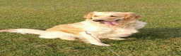 Golden Retriever dogs for sale: KC Registered Golden Retriever Puppies  in Poole - Advert 1