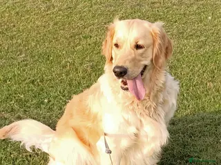 Golden Retriever dogs KC Registered Golden Retriever Puppies in Poole - Advert 1