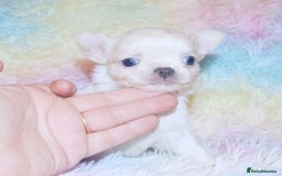 Chihuahua dogs for sale: KC REG HEALTH TESTED CHIHUAHUA BABIES - Image 3
