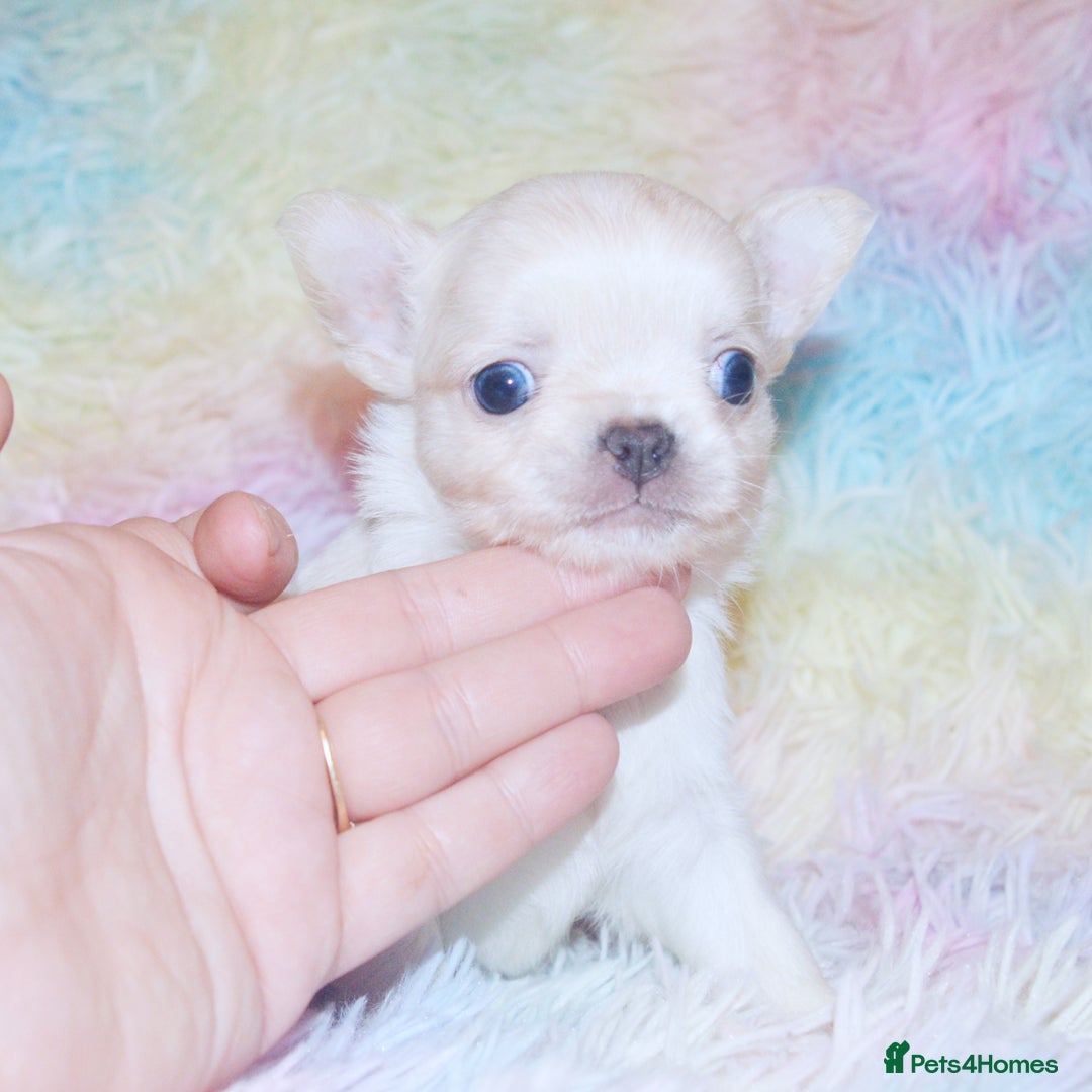 Chihuahua dogs for sale: KC REG HEALTH TESTED CHIHUAHUA BABIES - Image 3